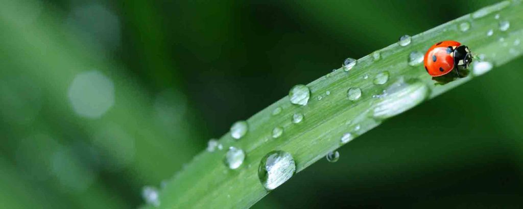 Wassertropfen auf Pflanzenblatt nach Gartenberegnung