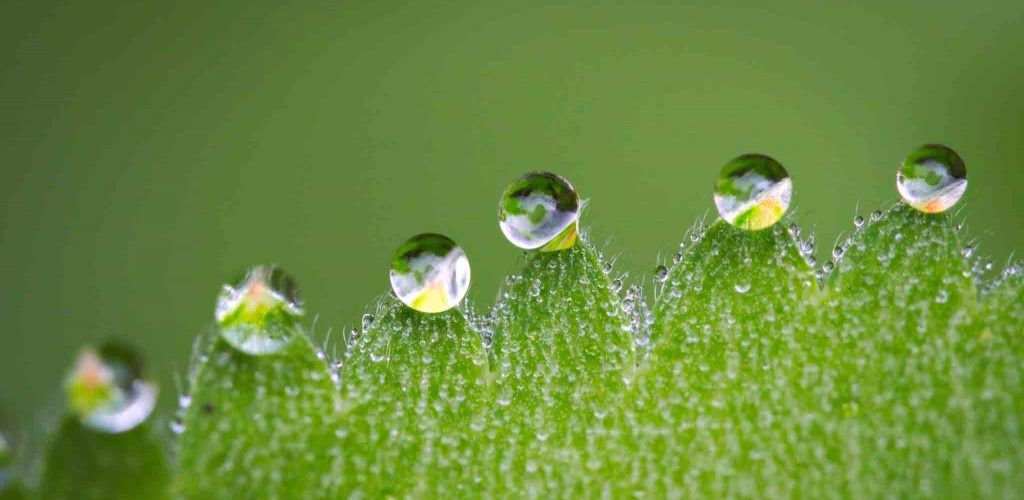 grüne Pflanze mit Wassertropfen nach Beregnung